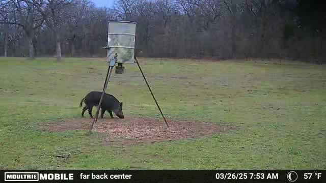 Hog hunts thermal /NV or day hunts .